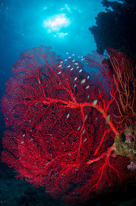 Gorgonnes