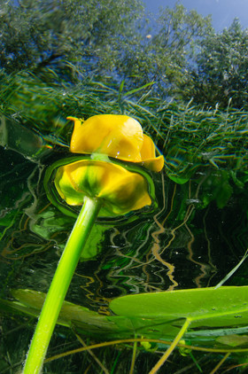 Fleur de nénuphars d'Alsace