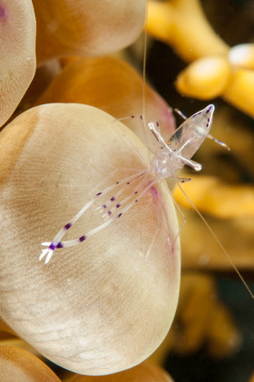 Crevette nettoyeuse sur anémone boule
