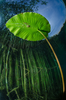 Nénuphar dans le ciel