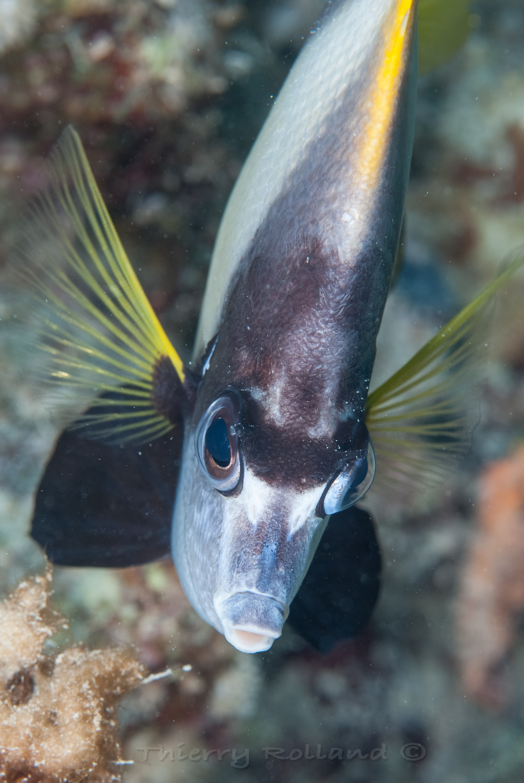 Poissons cocher