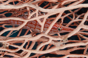 Poissons faucon long nez (poisson torchon)