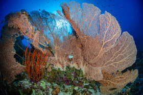 Corail et gorgone - police station
