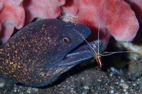 Murène et crevette nettoyeuse