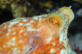 Poulpe Cozumel