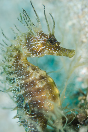 Hippocampe