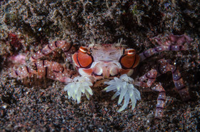 Crabe ponpon