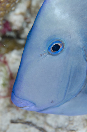 Chirurgien Cozumel