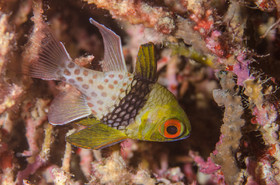 Poisson vu en face du port de menjangan
