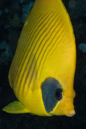 Poisson papillon citron - mer rouge