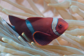 Poisson clown