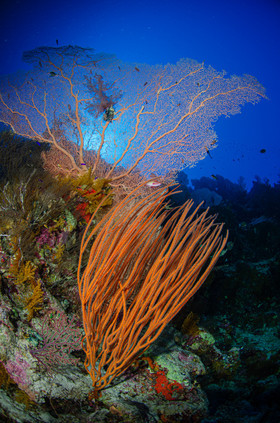 Corail & gorgones