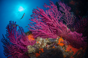 Gorgonnes de Méditerranée