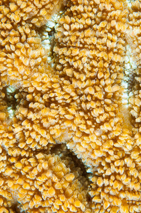 surface corail