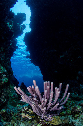 Eponges tubes et grottes