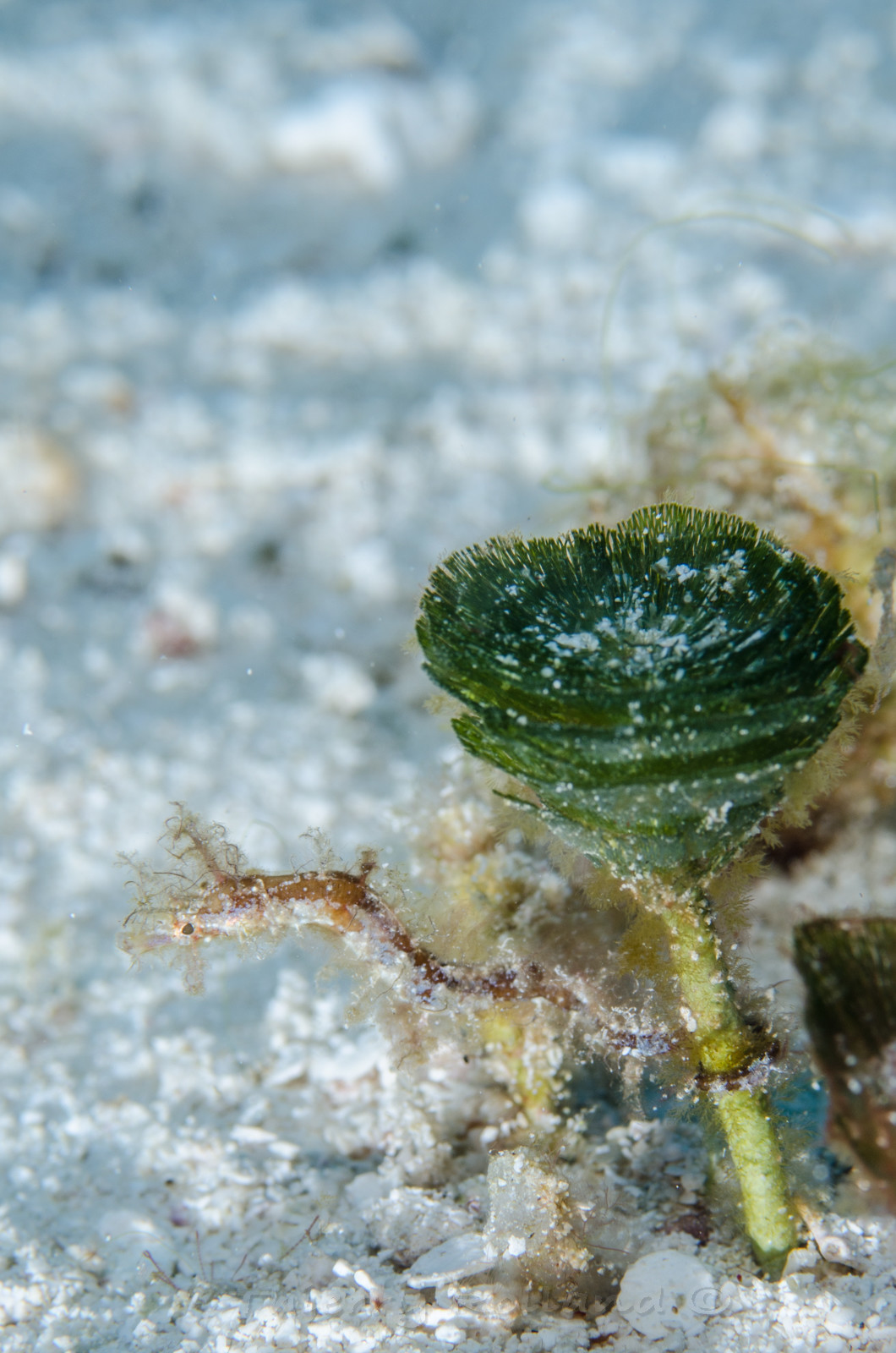 Hippocampe chevelue Cozumel