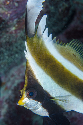Poisson papillon