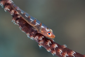 Gobie nain sur corail fouet