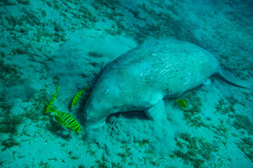 Dugong dugong & caranx - Abu Dabab - Marsa Alam