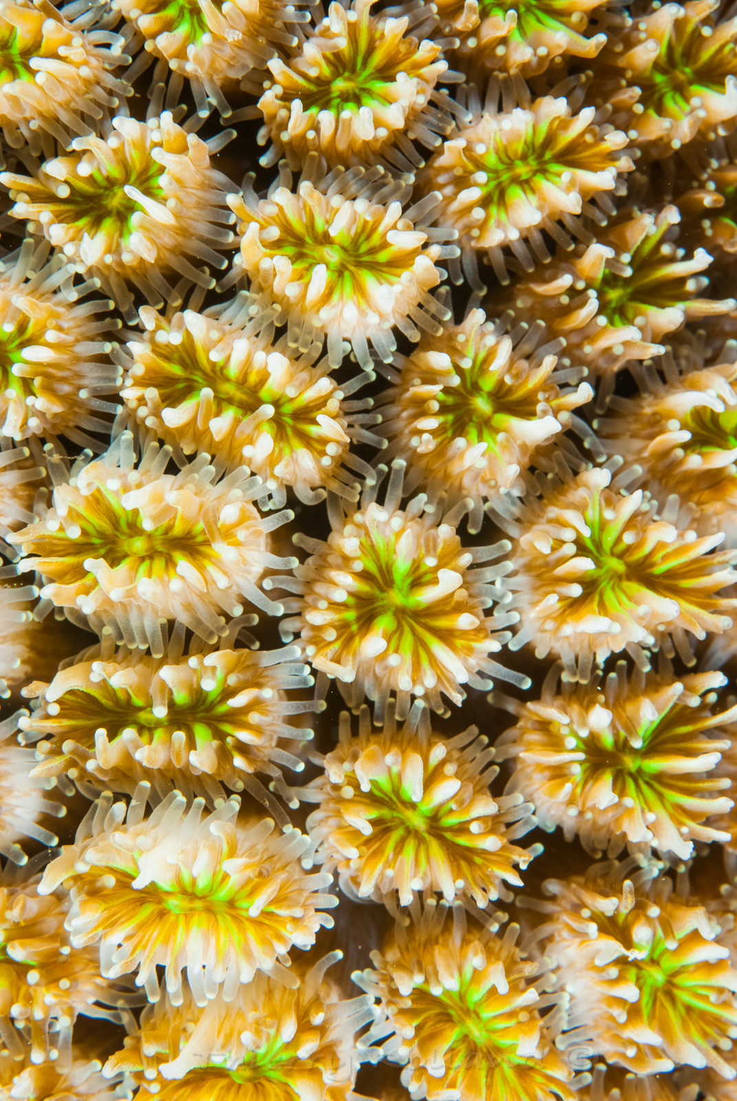 surface corail