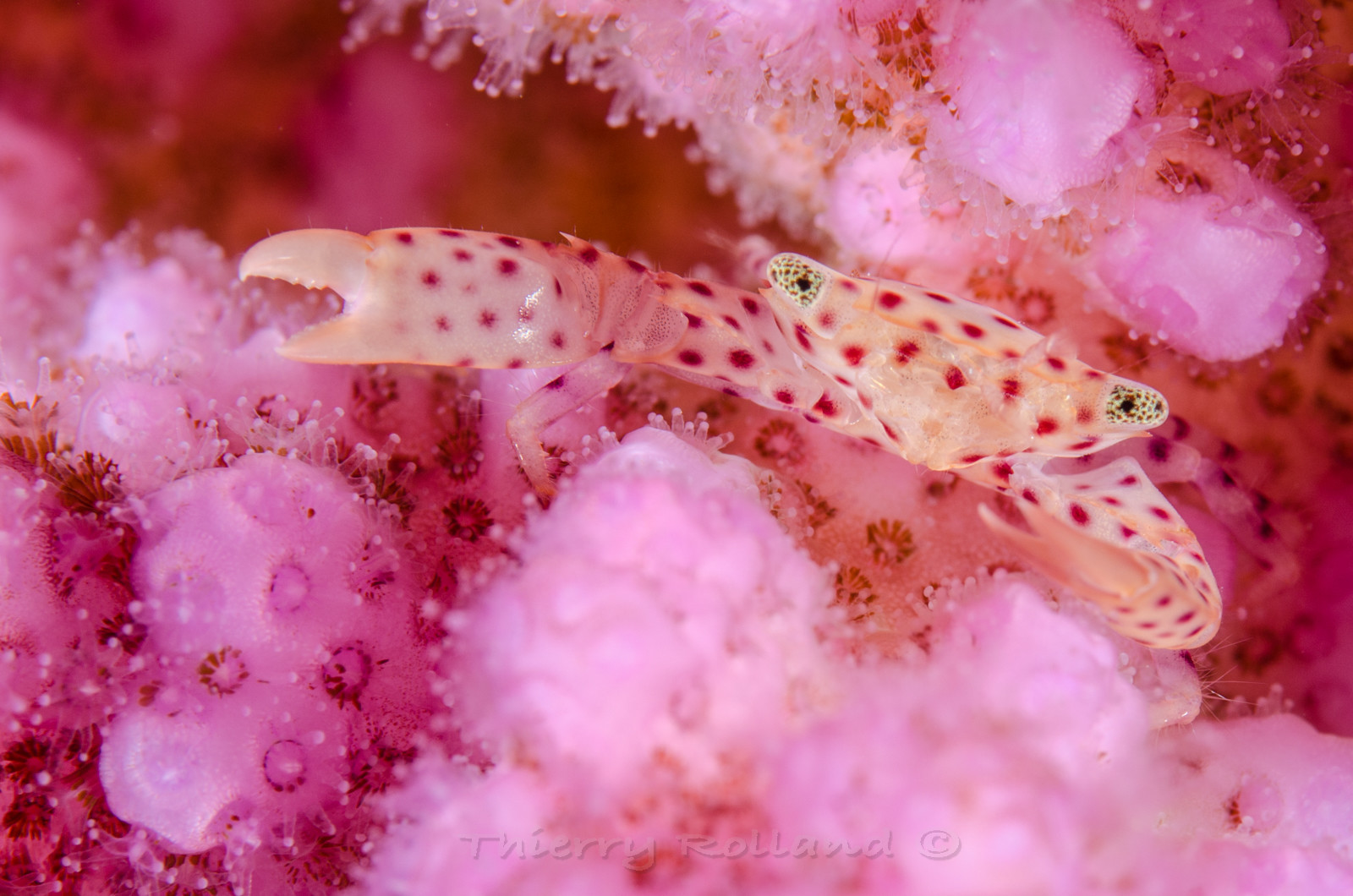 Crabe porcelaine dans un corail - Marsa Alam