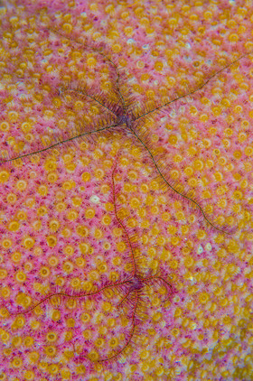 Ophiure Cozumel
