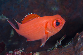 Ecureil