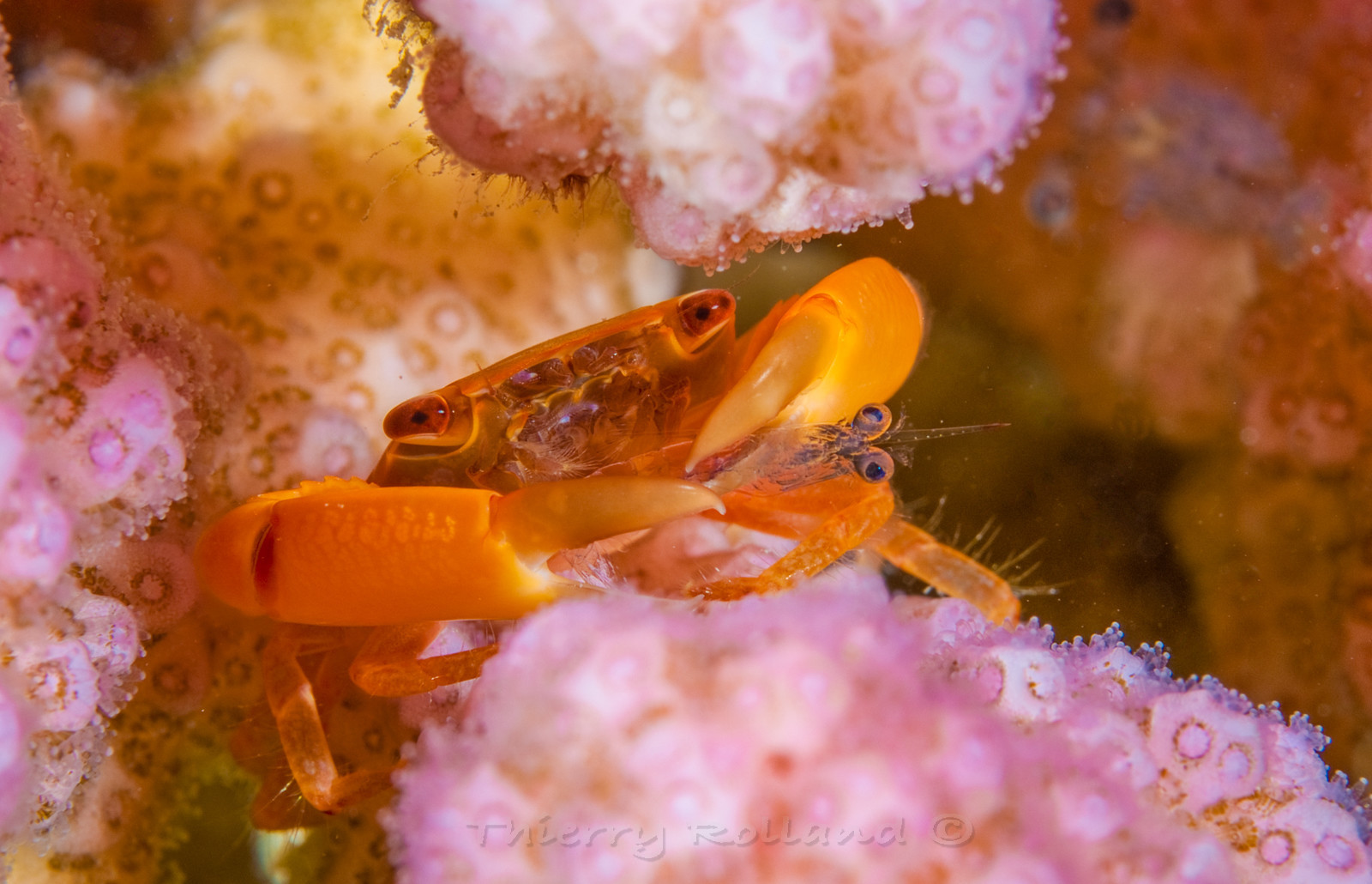 Crabe porcelaine & crevette dans un corail - Marsa Alam