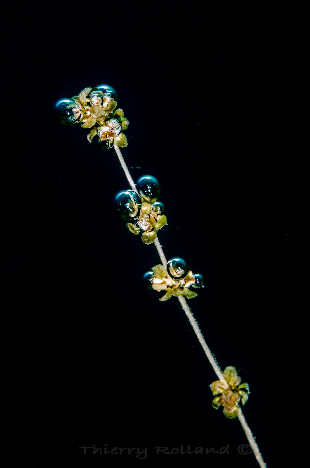 Variations bulles