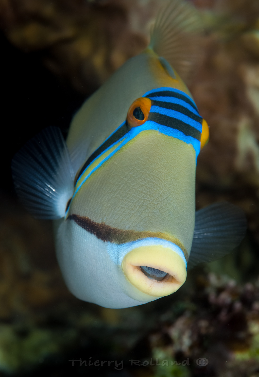 Portrait de baliste Picaso - Abu Dabab - Marsa Alam
