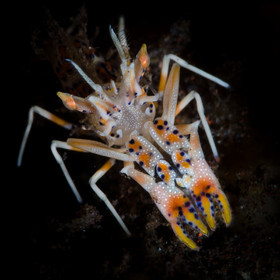 Crevette tigre