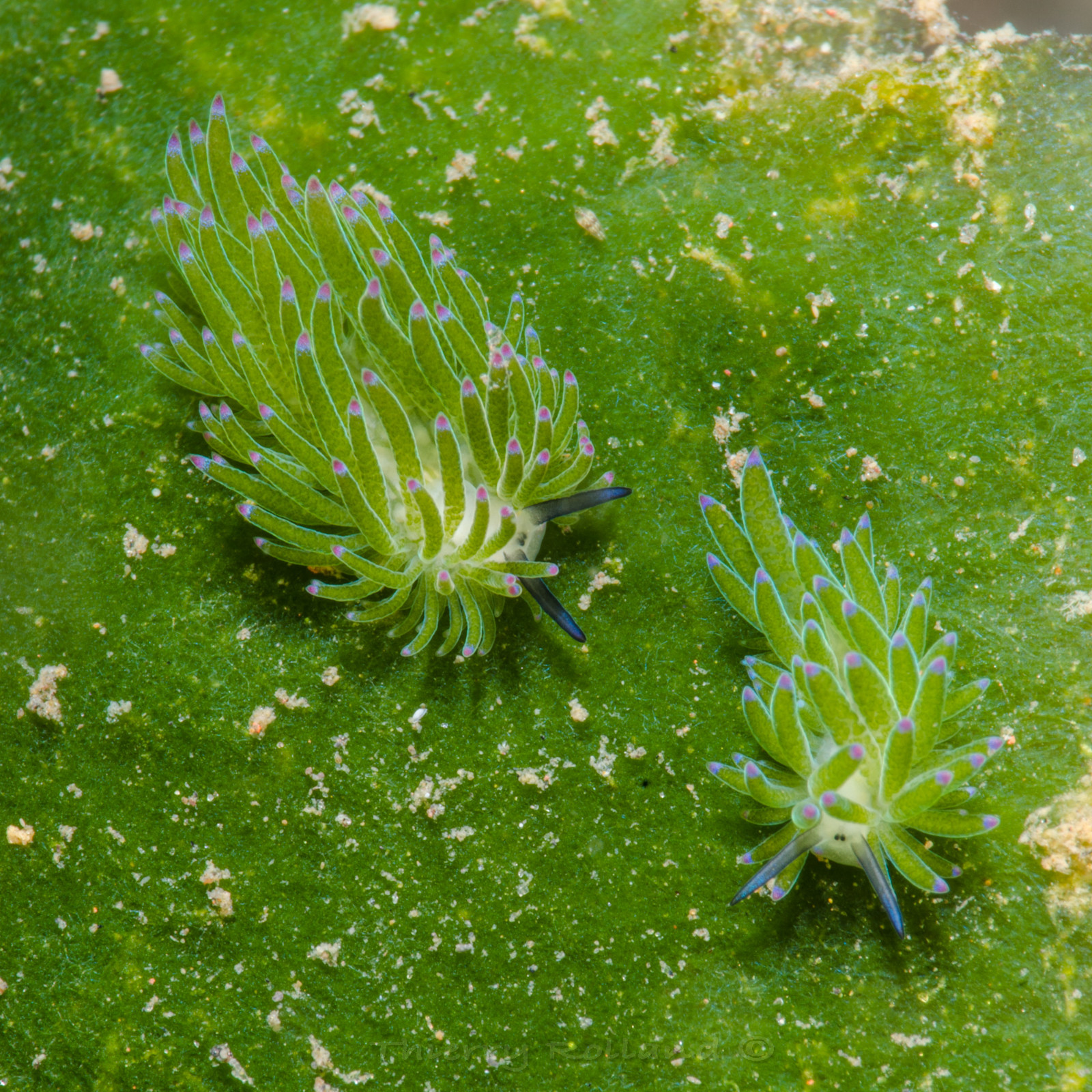 Denrodoris