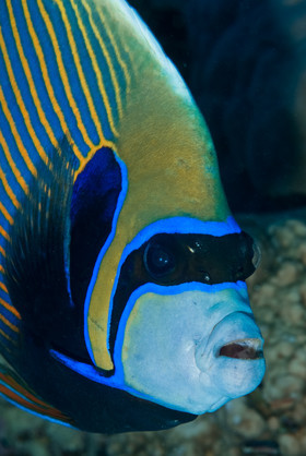 Poisson ange empereur