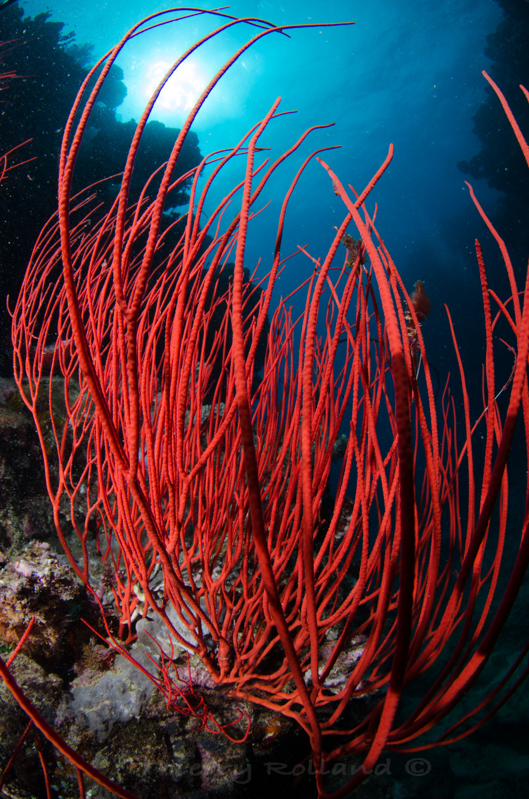 Gorgonnes