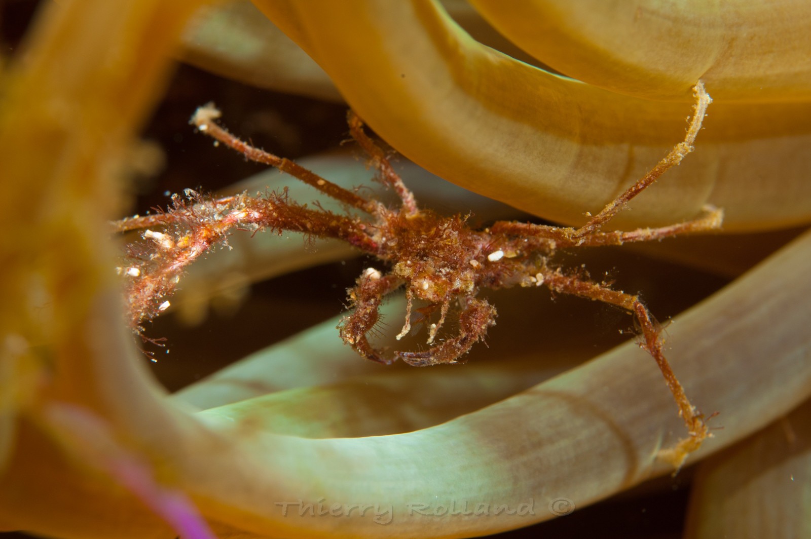 Crabe araignée et anémone