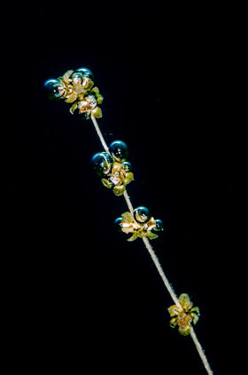 Variations bulles