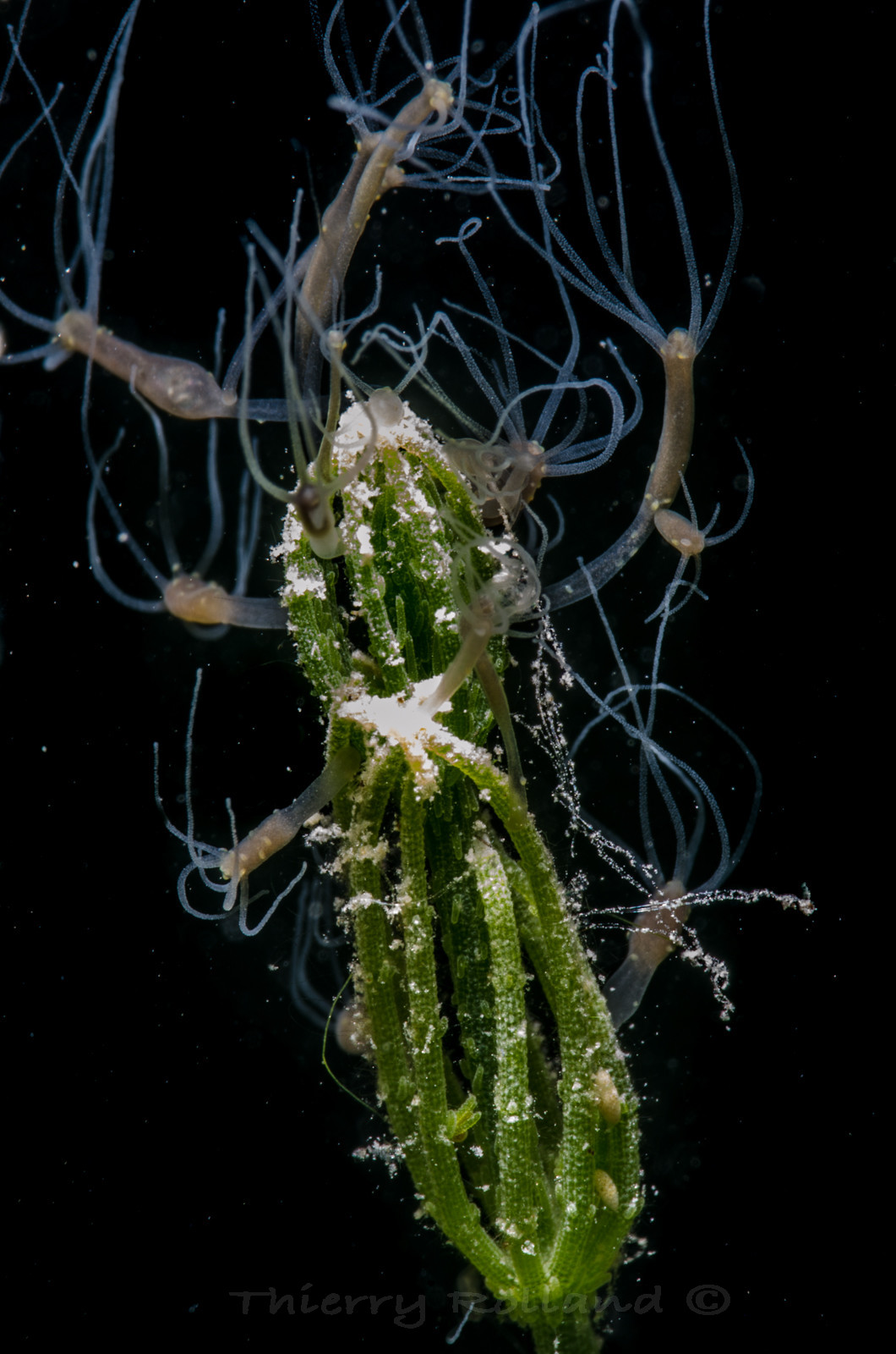 Bouquet d'hydres