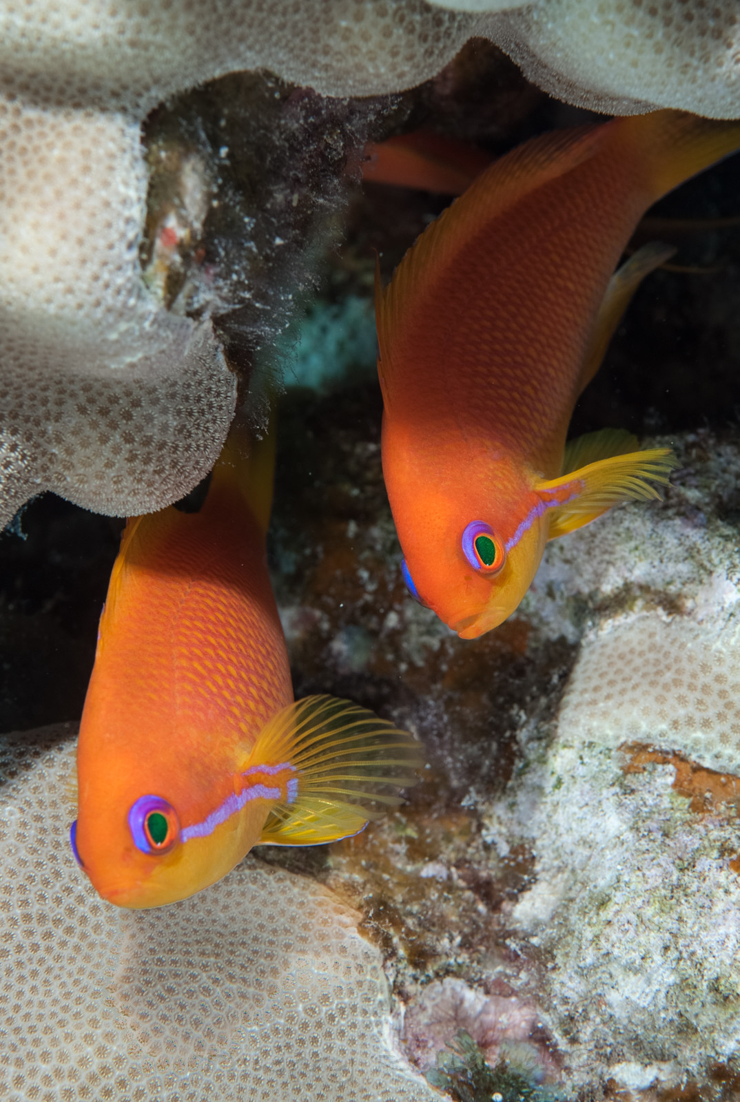 Anthias femelles