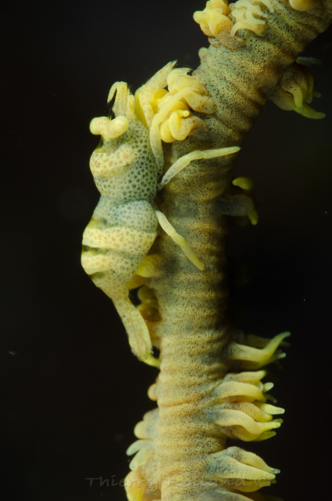 Crevette et corail fouet
