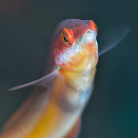 Portrait de girelle