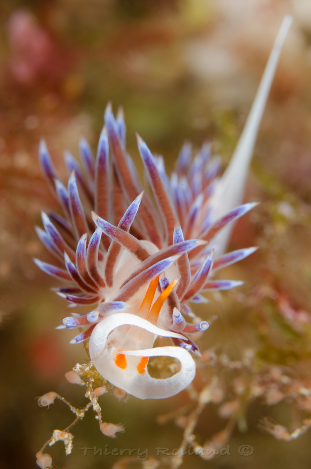 Flabéline