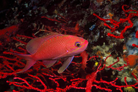 Anthias de Méditerranée