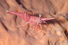 Crevette
