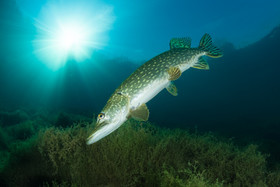 Brochet - Gravière du fort