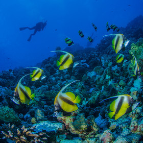 Poissons cochers