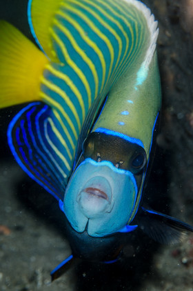 Poisson ange empereur