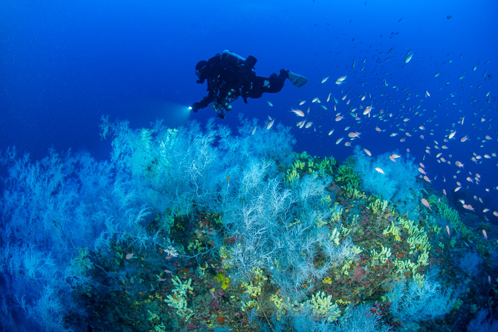 Plongée profonde La Ciotat corail noir