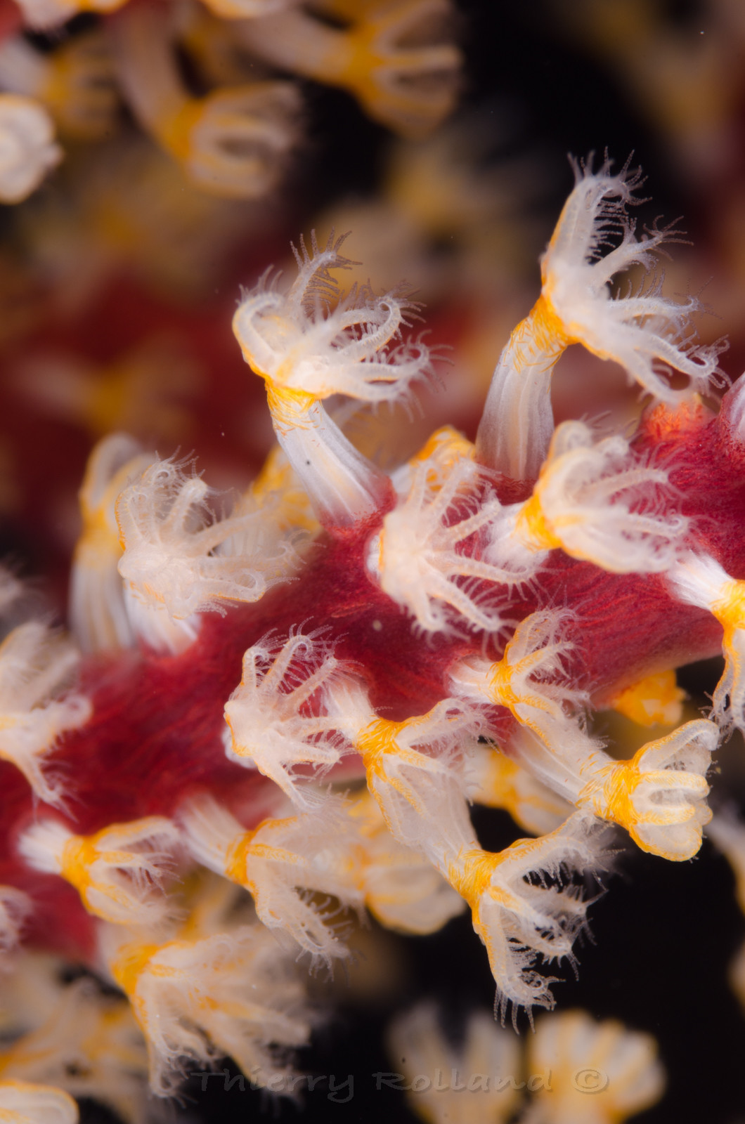 Polypes de corail