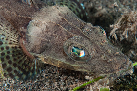 Poisson serpent