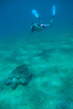 Jean-Marie et la tortue verte - Abu Dabab - Marsa Alam